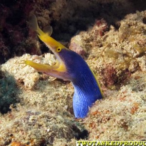 Blue Ribbion Moray Eel Beqa Lagoon Fiji 07