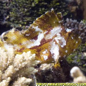 Leaf Fish Bligh Water Fiji 07