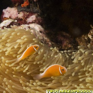 Pink  Anemone Fish Beqa Lagoon Fiji 07