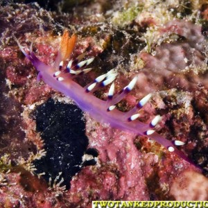 Nudibranch Bligh Water Fiji 07