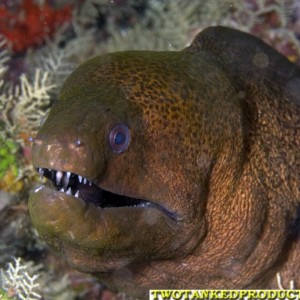 Moray Eel Bligh Water Fiji 07