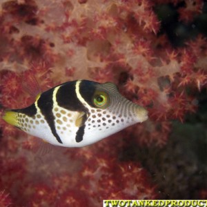 Saddled Toby Beqa Lagoon Fiji 07