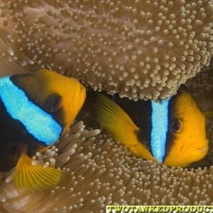 Orange Fin Anemone fish Beqa Lagoon Fiji 07