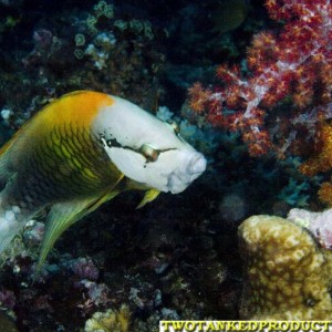 Bird Wrasse Beqa Lagoon Fiji 07