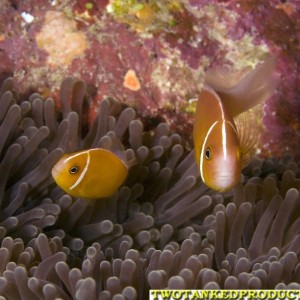 Pink  Anemone Fish Beqa Lagoon Fiji 07