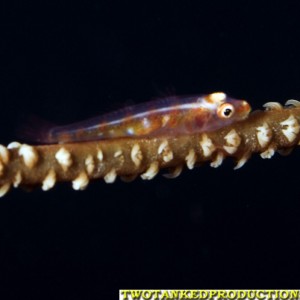 Whipcoral Goby E-6 Fiji 07