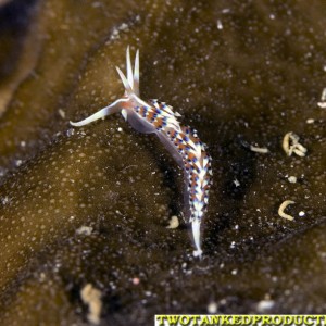 Long Horn Nudibranch at Hi-8 Fiji 07