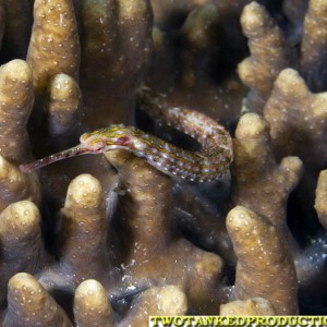 Pipe Fish Bligh Water Fiji