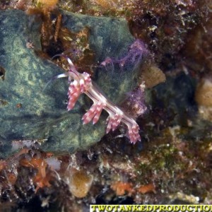 Grape Cluster Nudibranch Bligh Water Fiji 07