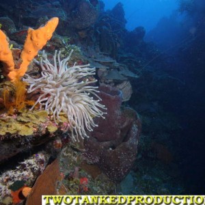 Giant Anemone at North West Point Caicos Islnad