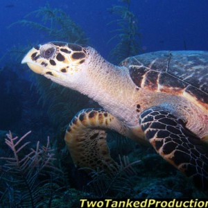 Hawksbill Turtle West Caicos Island