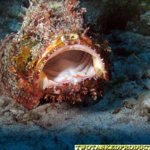 Scorpion Fish West Caicos Island