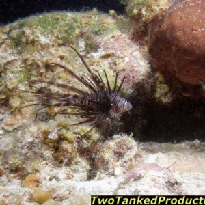 Red Lion Fish West Caicos Island