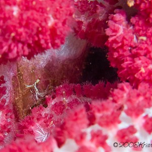 Shrimp in soft coral