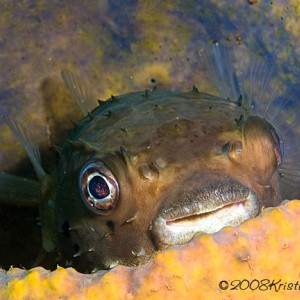 Porcupinefish in barrel sponge