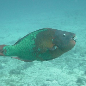 Parrot Fish