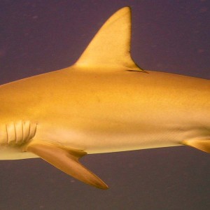Reef Shark