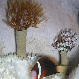 Tubeworms and Anemonefish