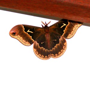 Male Promethia Moth