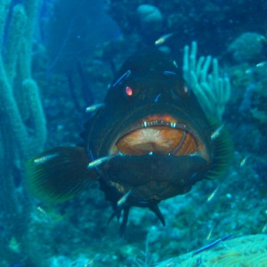 Black Grouper