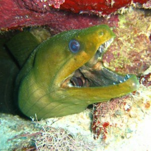 Green Moray