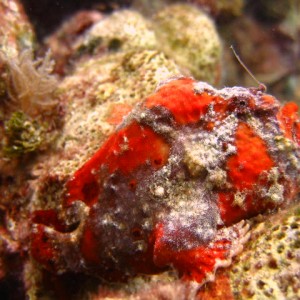 Frogfish3