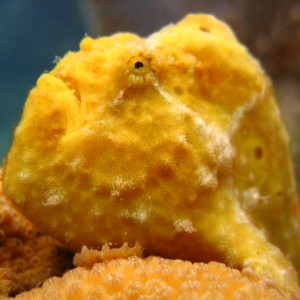 Frogfish2