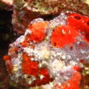 Frogfish1