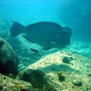 Bump Head Parrot Fish