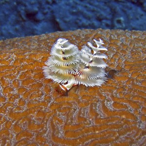 Tube Worms