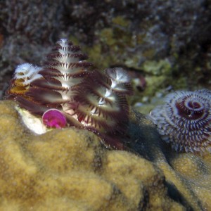 Tube Worms