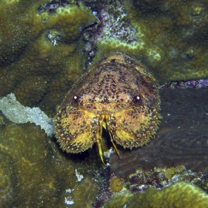 Slipper Lobster