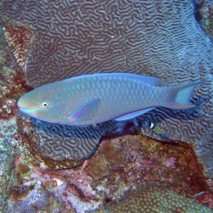 Parrot fish