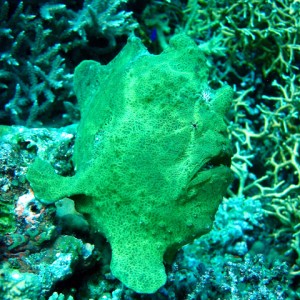 green frogfish