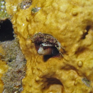 Blenny