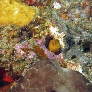 Blenny