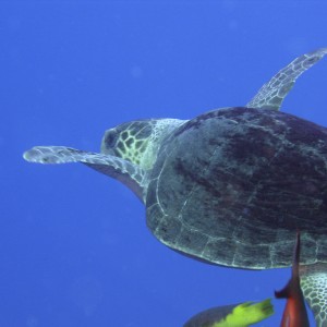 Turtle near rig