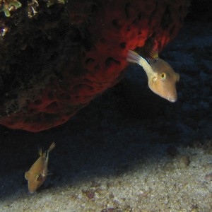 Puffer pair