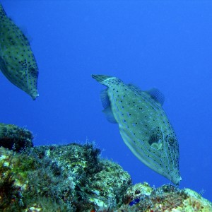 Filefish