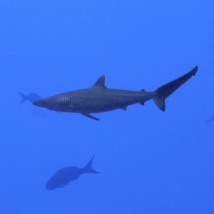 Silky shark near the rig