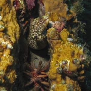 Goldentail Moray