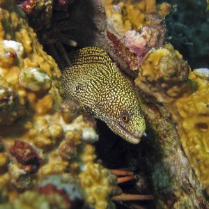 Goldentail Moray