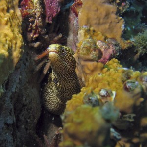 Goldentail Moray