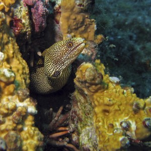 Goldentail Moray