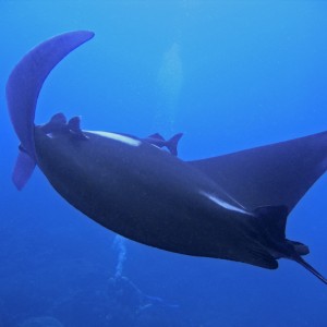 Manta