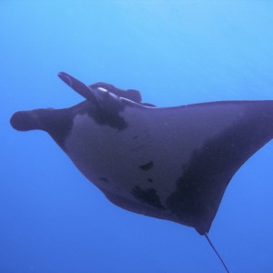 Manta