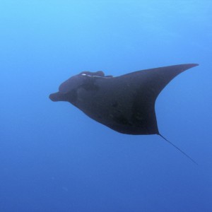 Manta