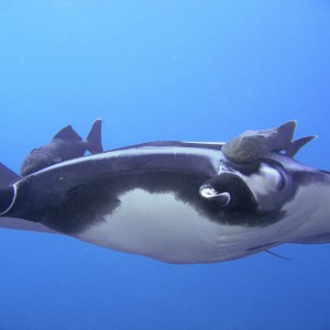 Manta