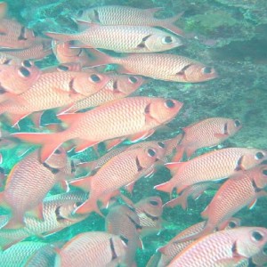 Squirrelfish