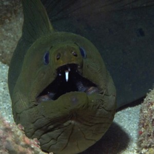 toothy green moray